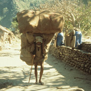 Npal, porteur Sherpa  Lukla sur le chemin de trek de l